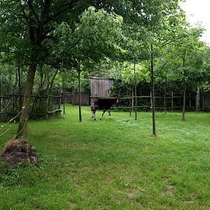 Rotterdam Zoo - Okapi exhibit
