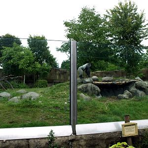 Rotterdam Zoo - Gorilla exhibit