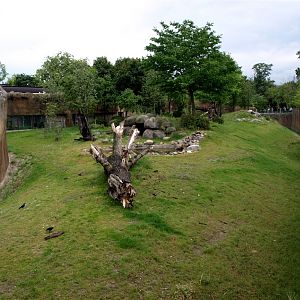 Rotterdam Zoo - Gorilla exhibit
