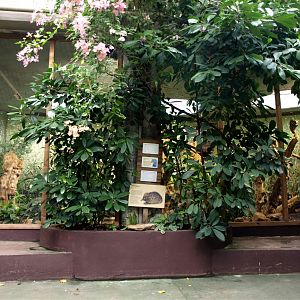 Rotterdam Zoo - Echidna exhibit