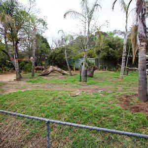 Brazilian Tapir - Sep 2008