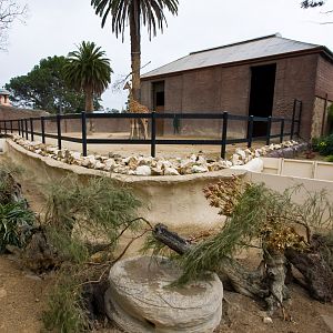 Giraffe and Meerkat - Sep 2008