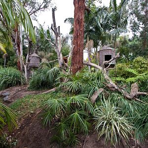 Matschies Tree Kangaroo - Sep 2008