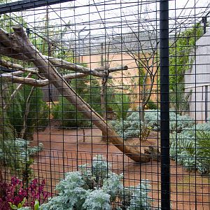 Persian Leopard - Sep 2008