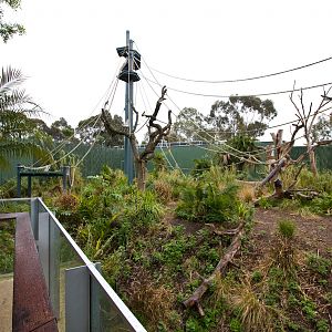 Sumatran Orangutan - Sep 2008