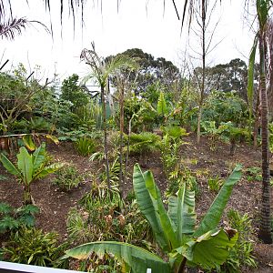 Sumatran Tiger - Sep 2008