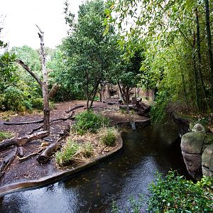 Malayan Sunbear - Sep 2008