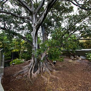 Malayan Tapir - Sep 2008