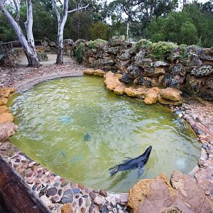 Australian Sealion - Sep 2008