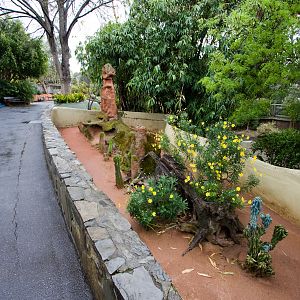 Dwarf Mongoose - Sep 2008