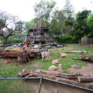 Barbary Sheep - Sep 2008