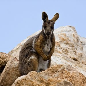 Yellow-footed Rock-wallaby - Sep 2008