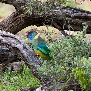 Mallee Ringneck Parrot (wild) - Sep 2008