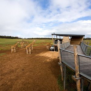 Giraffe viewing platform - Sep 2008