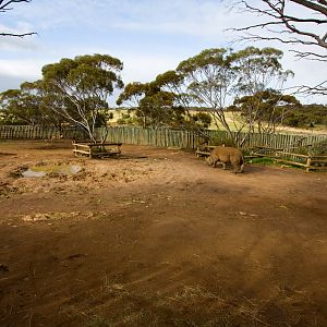 White Rhino enclosure - Sep 2008