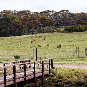 Barbary Sheep - Sep 2008