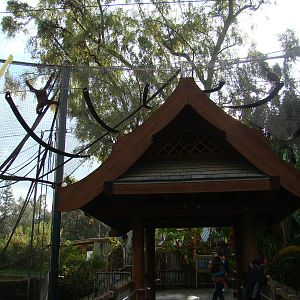 Bornean Orangutans crossing