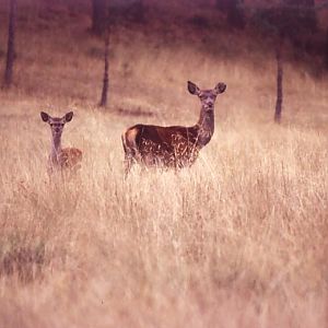 animals in the wild,female and baby red deer.