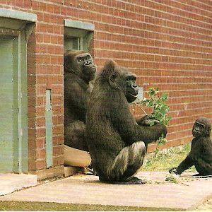Postcard of gorillas at Twycross Zoo