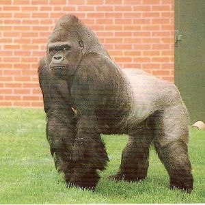Postcard of Mamfe the gorilla at Twycross Zoo