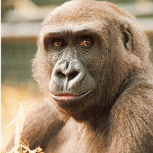 Postcard of Kouillou the gorilla at Howletts Wild Animal Park