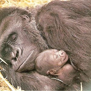 Postcard of Shamba and Ambam the gorillas at Howletts Wild Animal Park