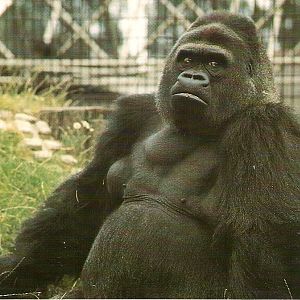 Postcard of Guy the gorilla at London Zoo