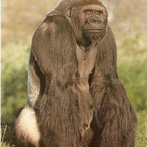 Postcard of Jambo the gorilla at Jersey Zoo