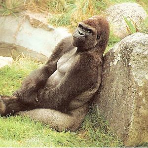 Postcard of Ya Kwanza the gorilla at Jersey Zoo