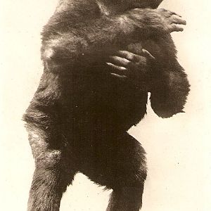 Postcard of John Daniel II, the gorilla who was privately owned in the 1920