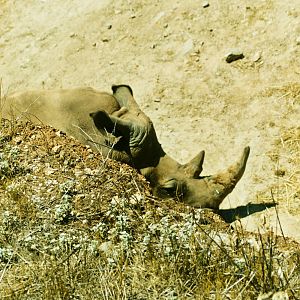 Black Rhino enclosure - Dec 2002