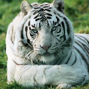white bengal tiger
