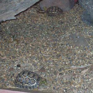 African Leopard Tortoise 1/27/09