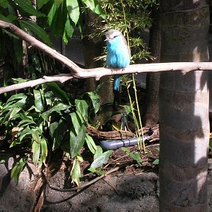 Racquet-tailed Roller 1/27/09