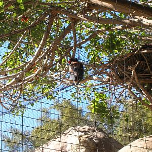 Bateleur Eagle 1-28-09