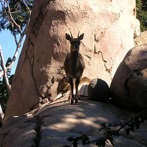 Klipspringer 1-28-09