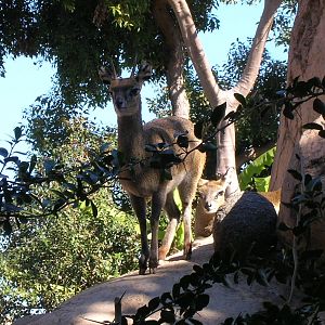 Klipspringer 1-28-09