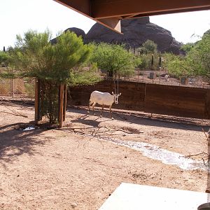 arabian oryx exhibit