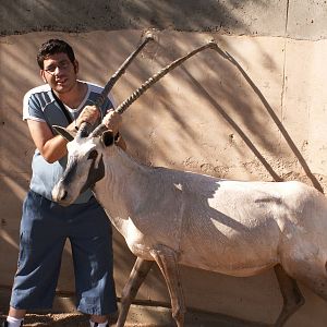 me and the (fake) oryx