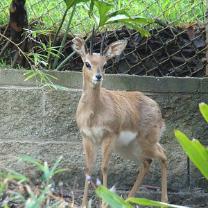 Steenbok at the Los Angeles Zoo