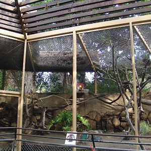 Red-crowned Mangabey exhibit
