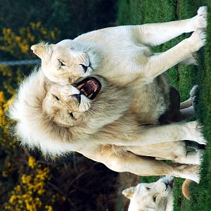 white lions