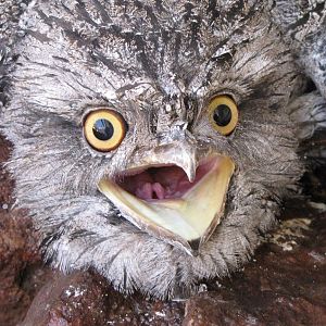 Freddo, My Tawny Frogmouth