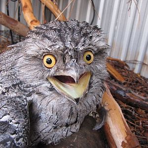 Freddo, My Tawny Frogmouth