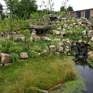 Rotterdam Zoo - Pudu exhibit