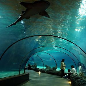 Rotterdam Zoo - Atlantic Ocean