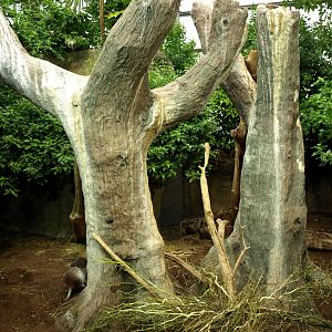 Rotterdam Zoo - Hutia exhibit