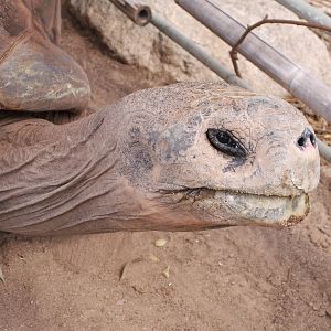 Galapagos tortoise