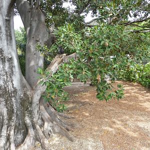 Dusky Langur/Malayan Tapir