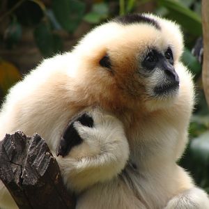 Viet, White-cheeked Gibbon